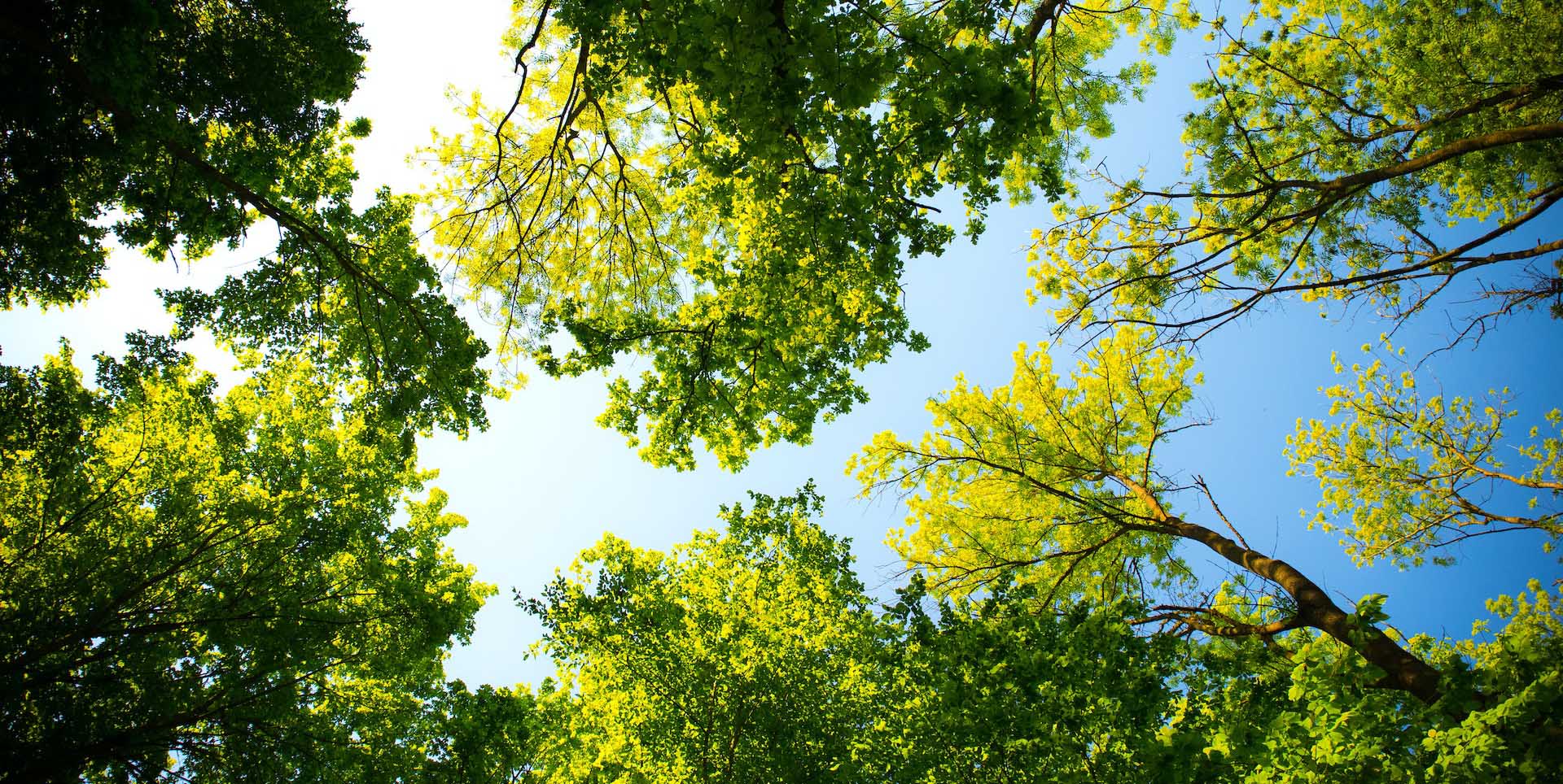 National Festival of Tree Planting (Van Mahotsav) in India